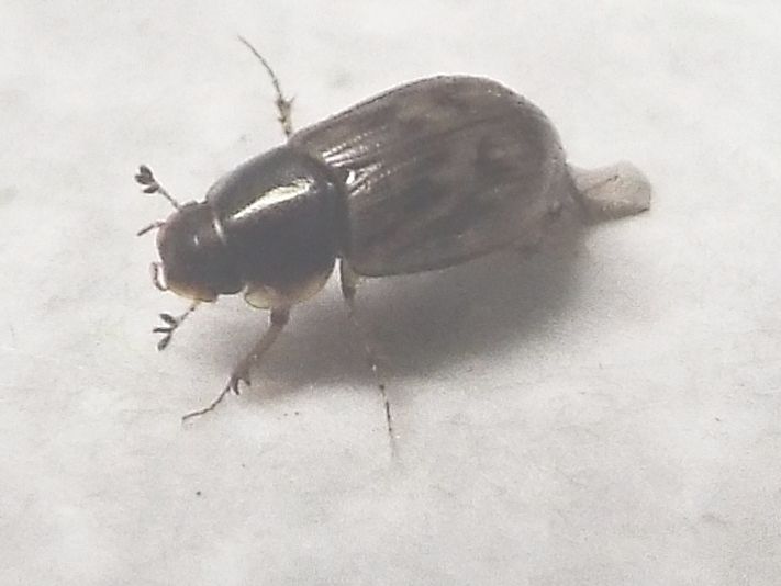 Nimbus johnsoni  (Aphodiidae)